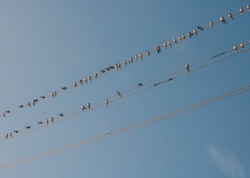 Птицы на проводах