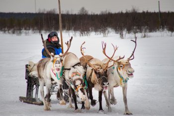 Мужчина едет в оленей упряжке зимой