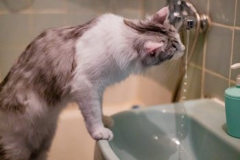 Кот рядом с раковиной.