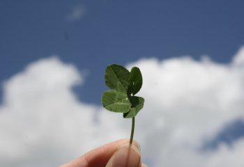 Листик клевера в пальцах