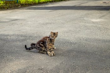 Котята играют на дороге.