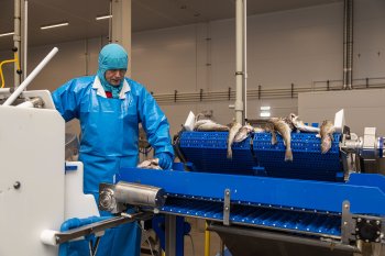 Цех рыбоперерабатывающей фабрики.