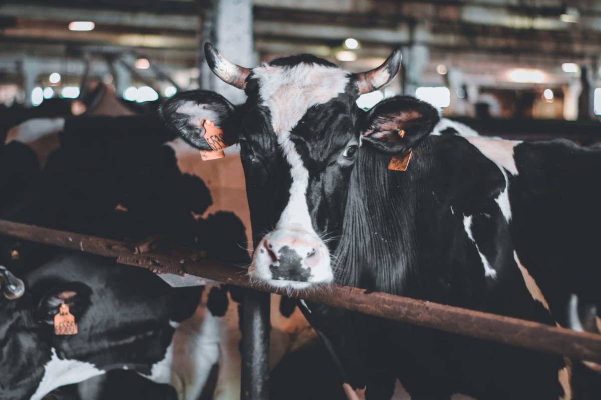 Корова на ферме