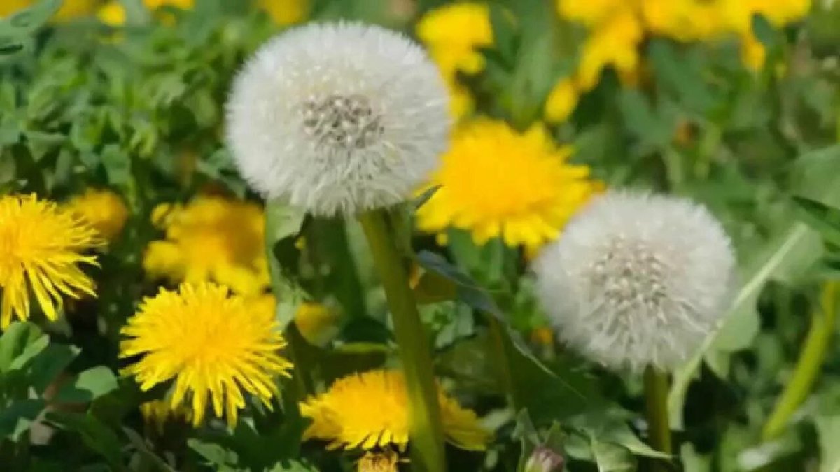 цветущие желтые и пушистые семенные одуванчики