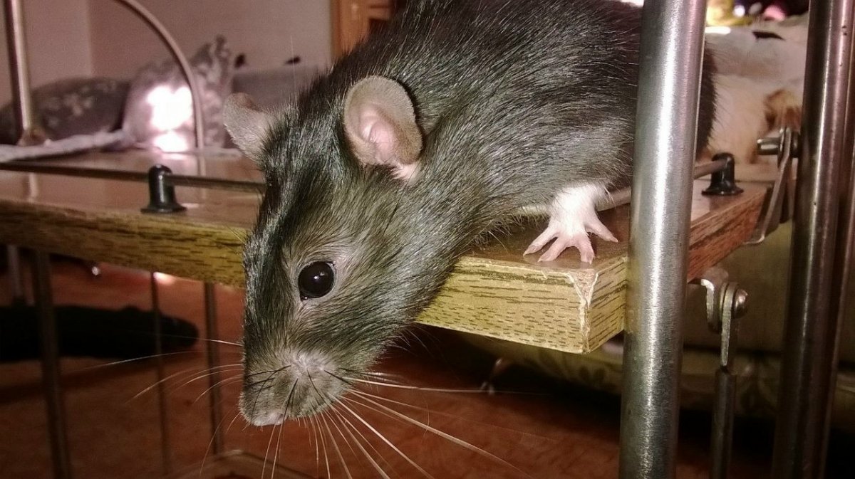 Декоративная домашняя крыса.