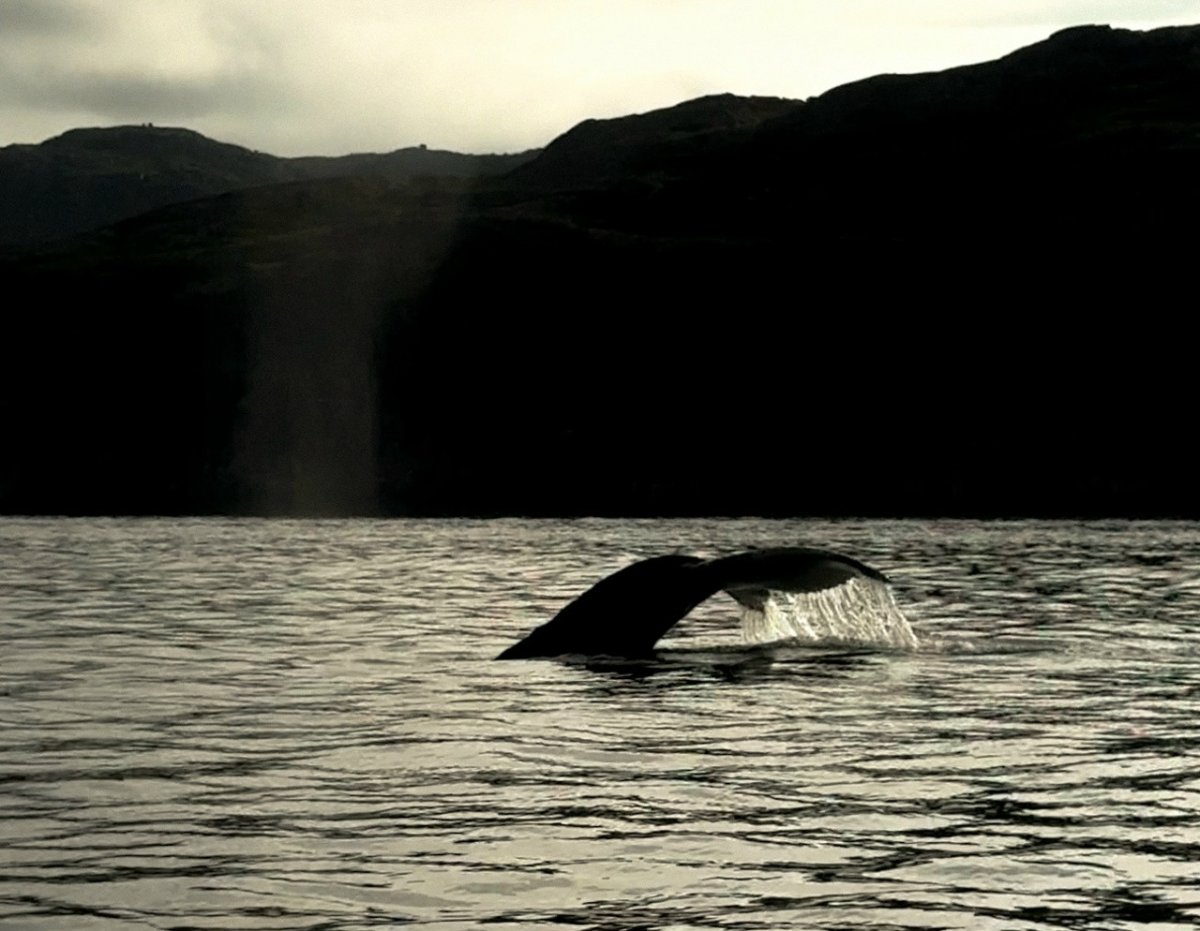 Хвост кита.