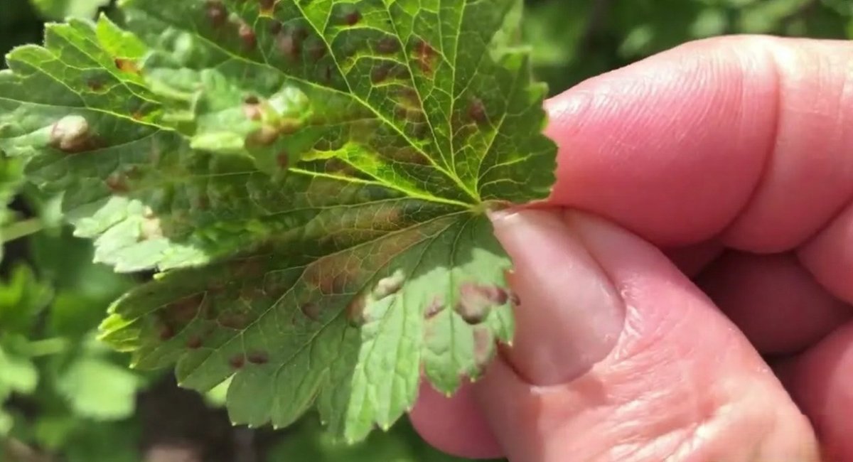 пораженный смородиновый лист