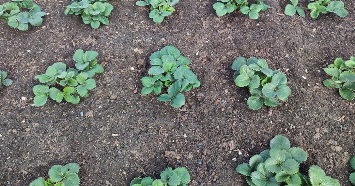 грядки с клубникой