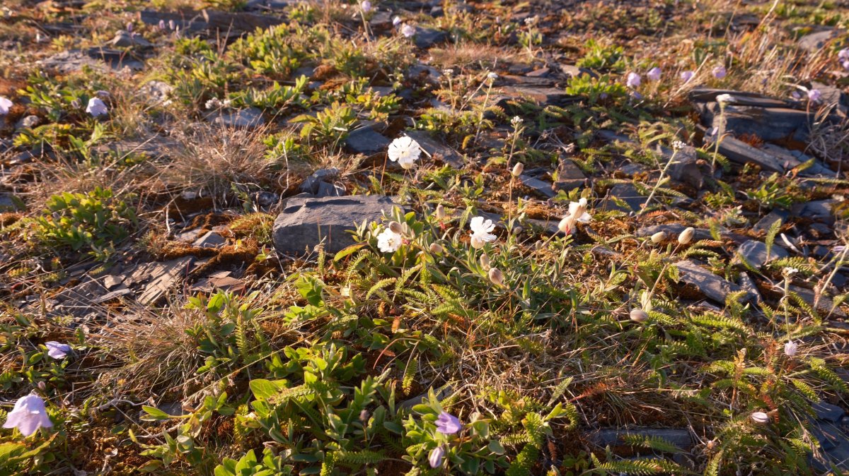 Цветы в поле.