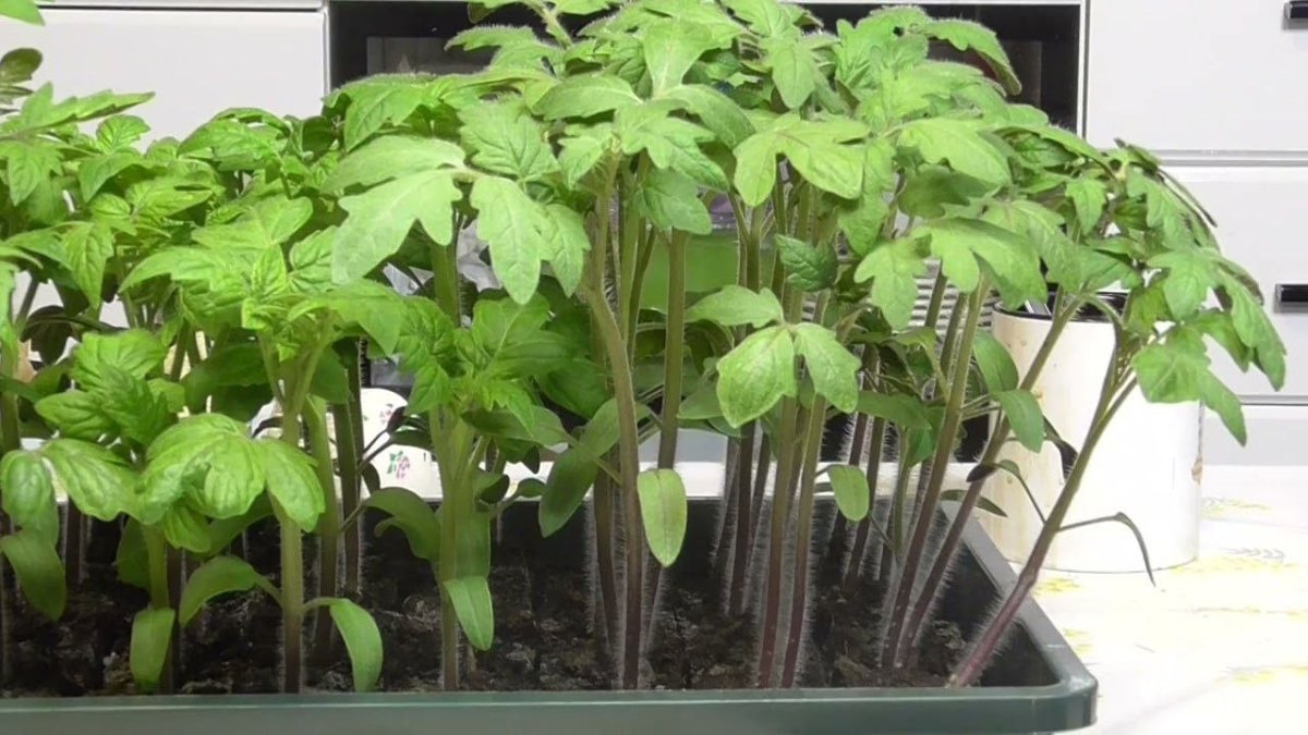 рассада томатов в общем лотке