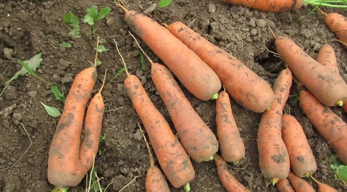отличный урожай моркови