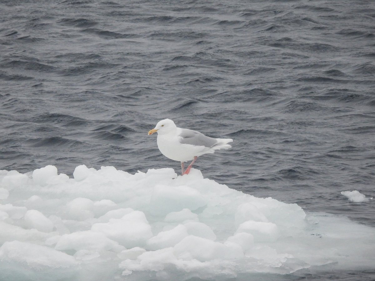 Морская птица бургомистр
