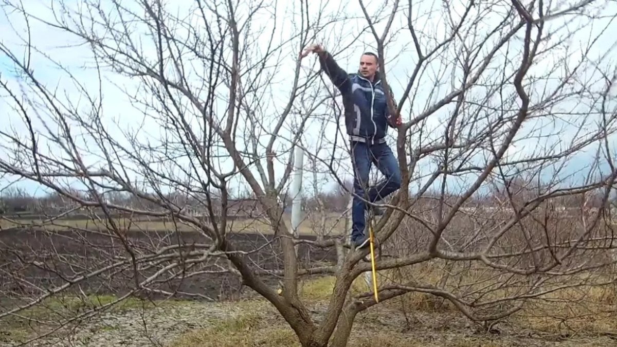 мужчина обрезает дерево