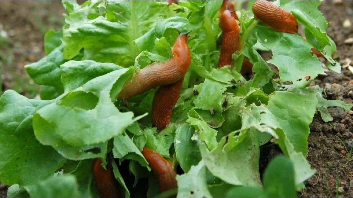 слизни съели листья растения