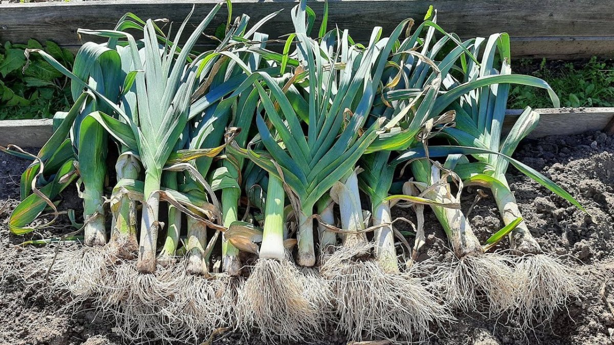 урожай порея на земле