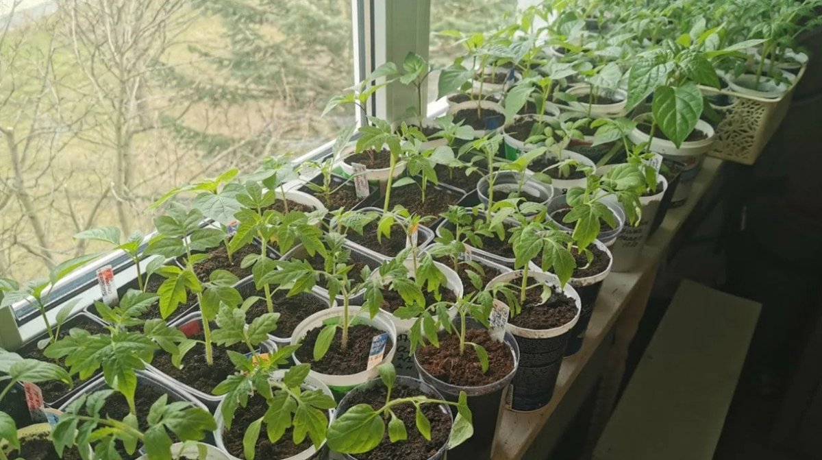рассада на подоконнике