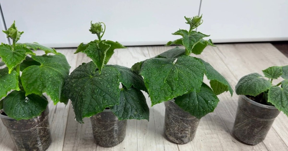 рассада огурцов