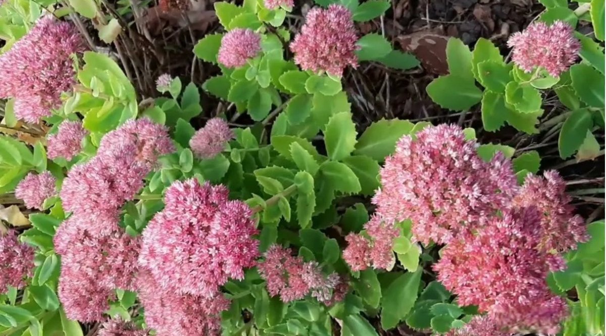 клумба с очитками