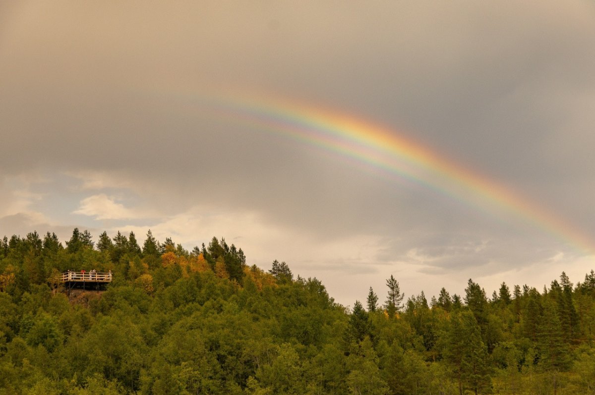 Лес и радуга летом.