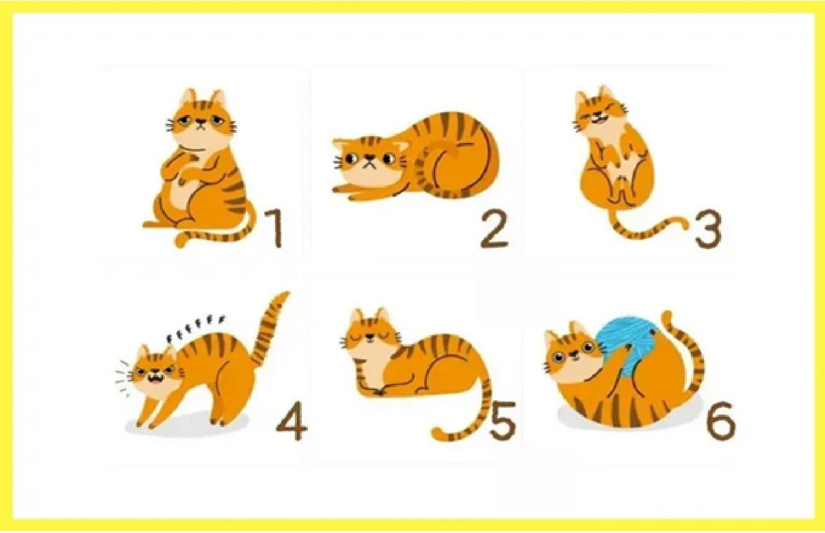 играющие котики