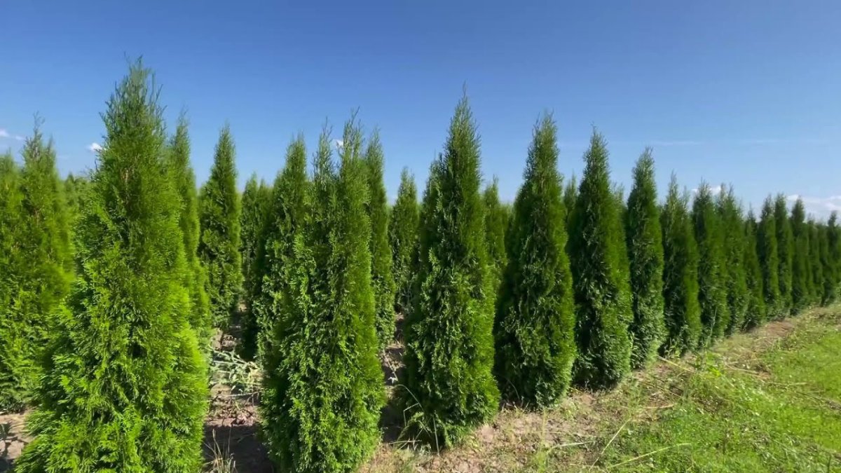 туи рядками в питомнике