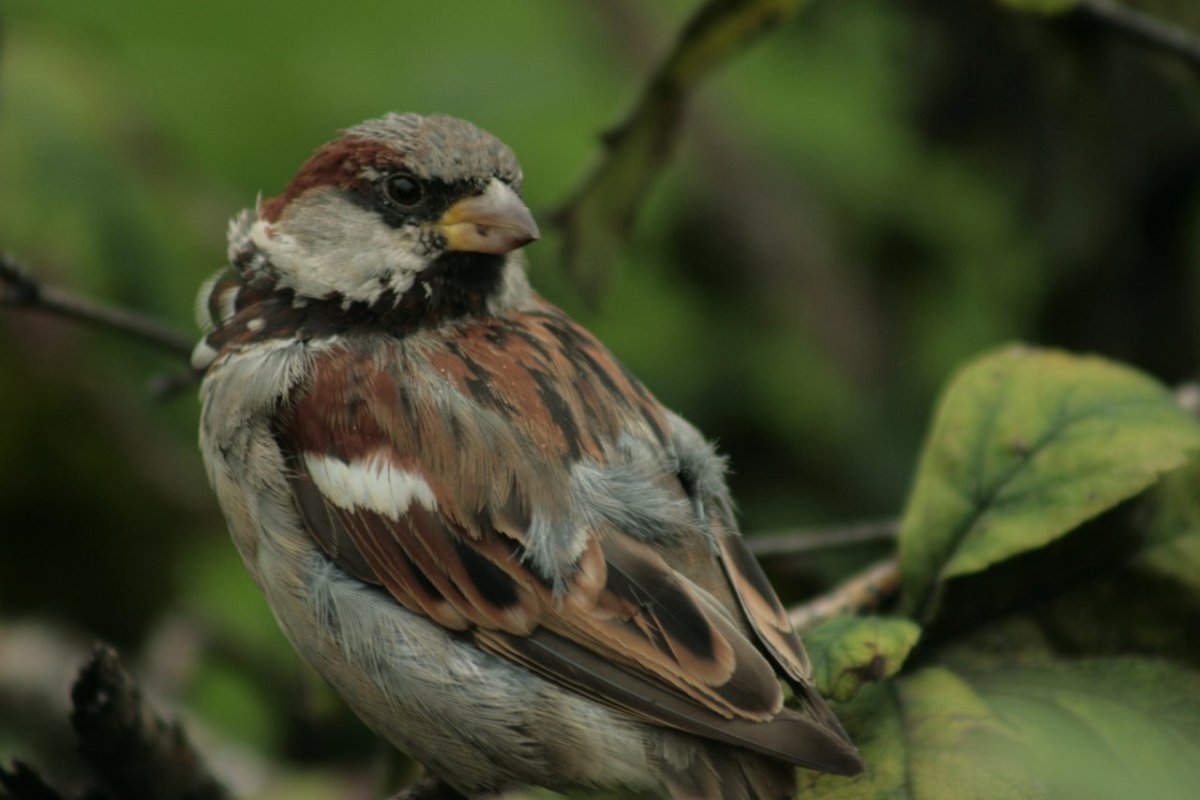 Воробей сидит на ветке