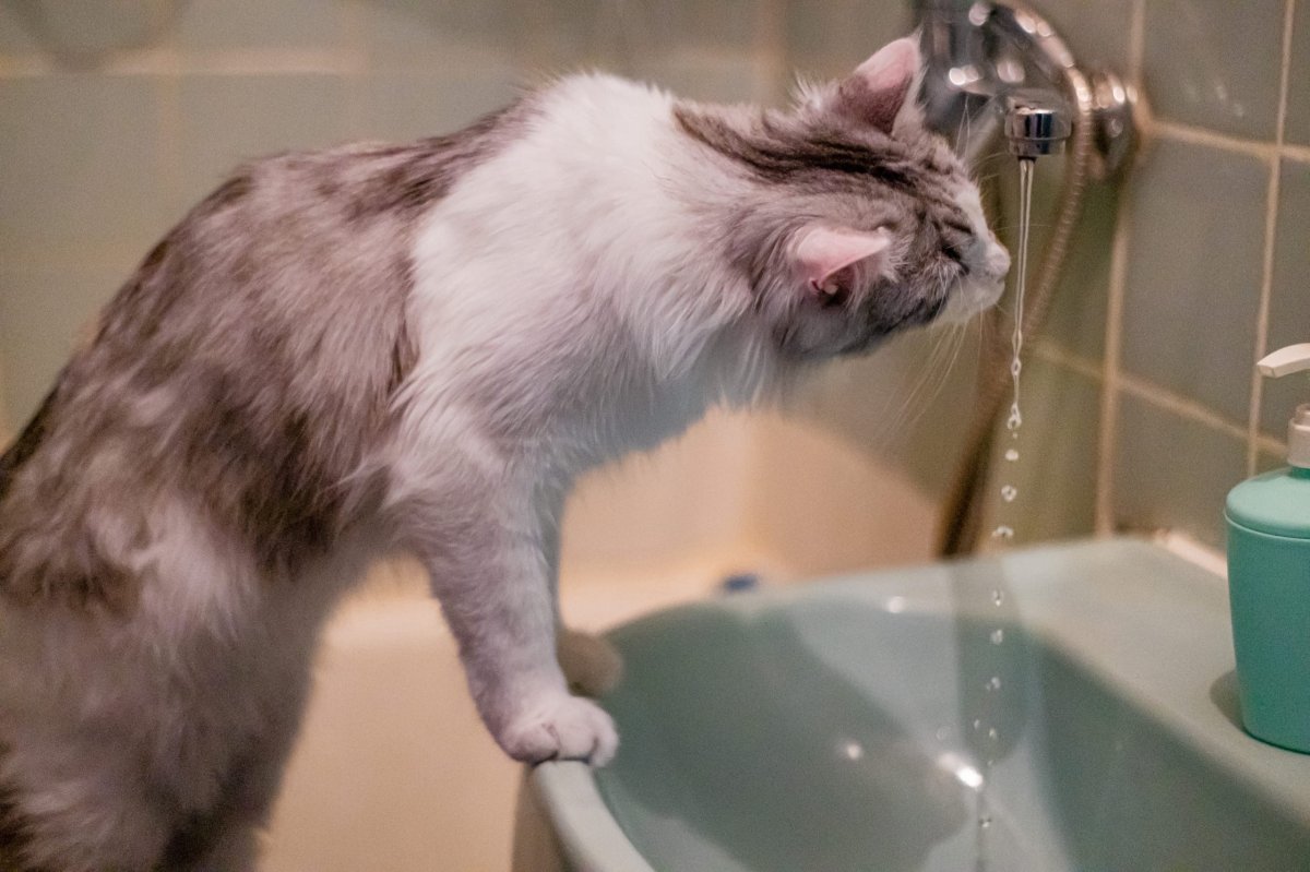 Кот пьёт воду из крана