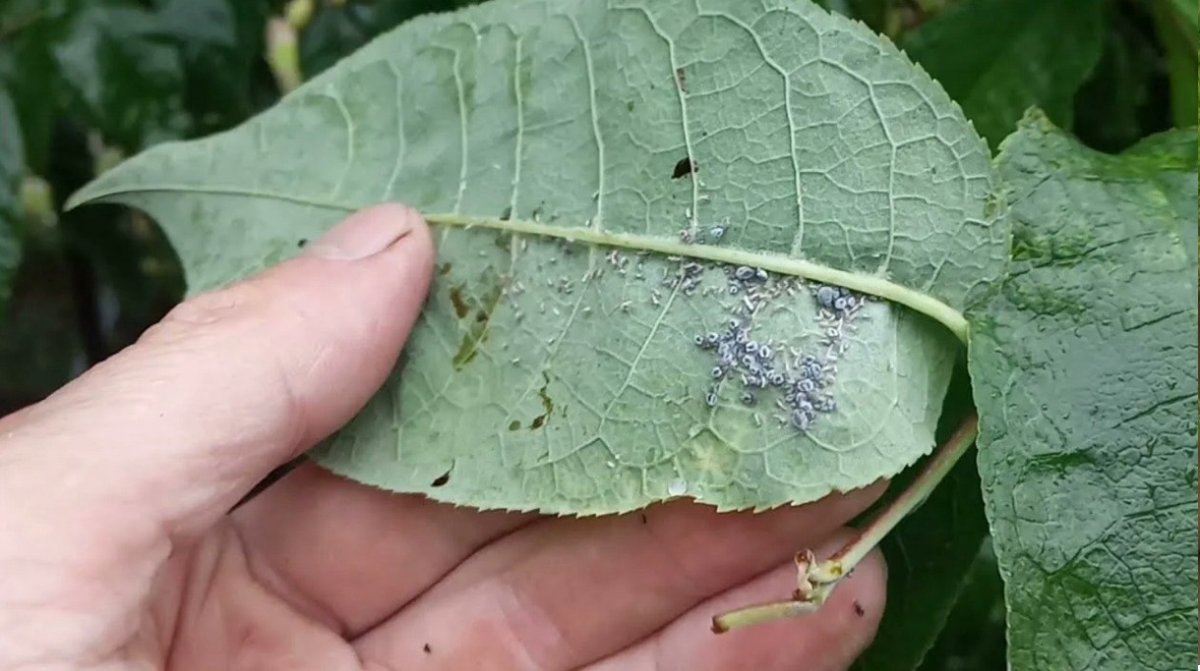 лист с тлей