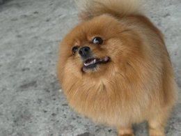 Померанский шпиц