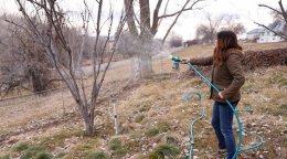 опрыскивание сада