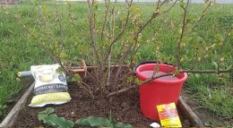 подкормка смородины