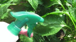 опрыскиваем листья