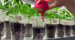 рассада томатов