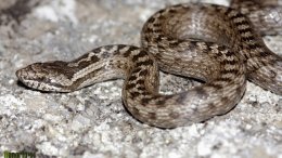 змея медянка на камне