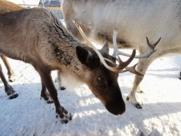 молодой северный олень в Мурманской области