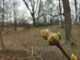 Растенице расцветает весной