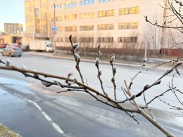 Верба весной в Мурманске