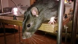 Декоративная домашняя крыса.