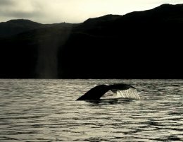 Хвост кита.