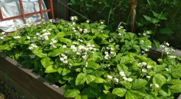 цветущая клубника