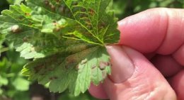 пораженный смородиновый лист