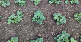 грядки с клубникой