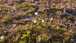 Цветы в поле.