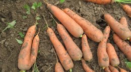 отличный урожай моркови