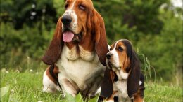 бассет-хаунд со щенком