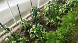 перцы в теплице
