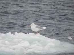 Морская птица бургомистр