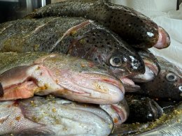 Рыба на прилавке.