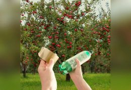 Простой способ избавить яблони от муравьев.