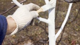 рука в перчатке наносит побелку на ствол дерева